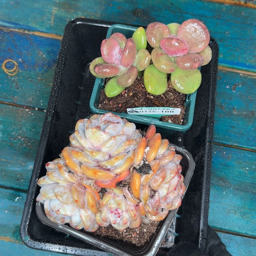 多肉一物一拍编号0125-188