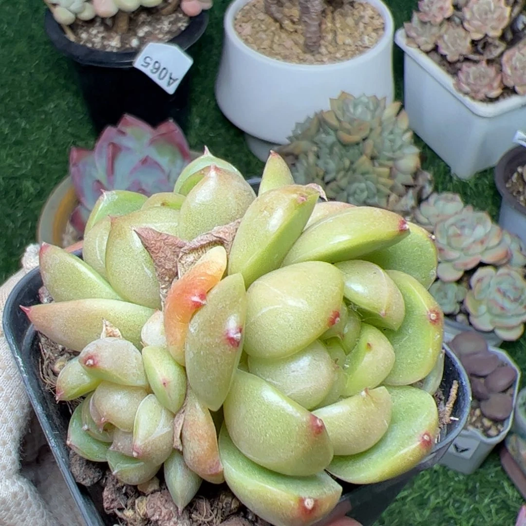 266 满38元包邮多肉