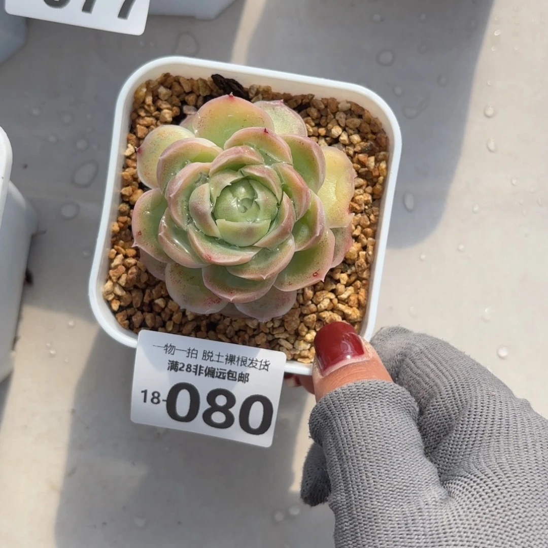 水晶虾饺单头多肉多肉