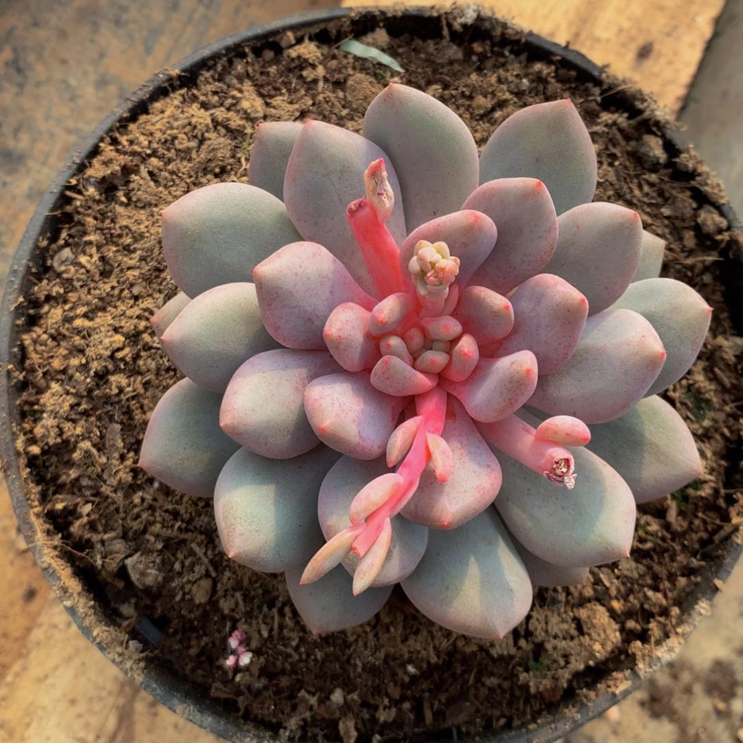 所罗门杂单头多肉植物