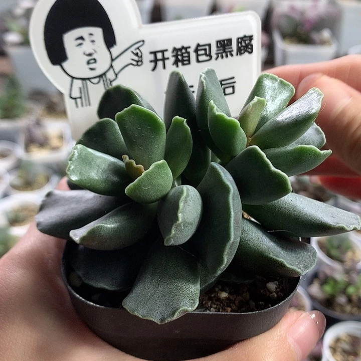 全紫酷博–专拍专拍专拍