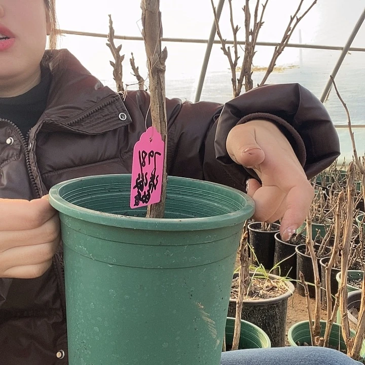 完全开放清****?芳季