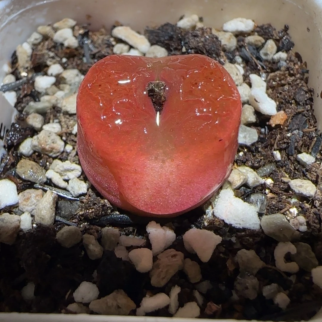 肉锥多肉植物百科3-水蜜桃有疤13