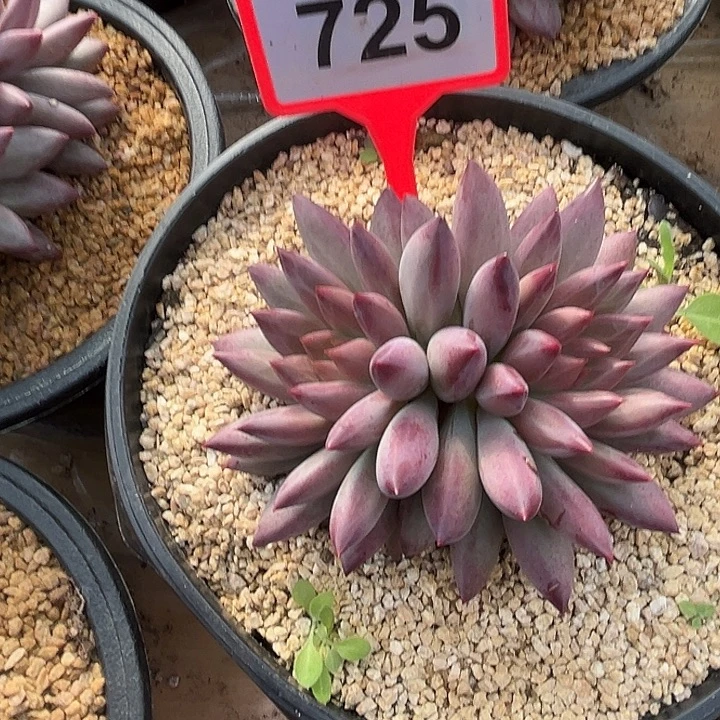 虞美人一物一拍725