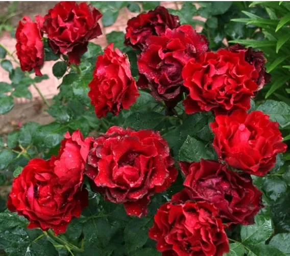 纪念芭芭拉盆栽温度越低颜色越黑阳台玫瑰花庭院更好木槿花养月季