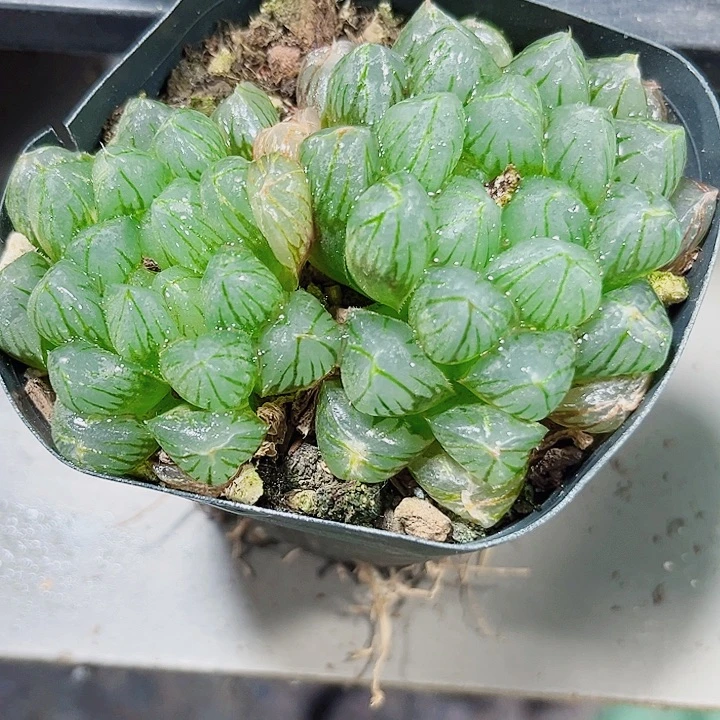 玉露多肉植物66666