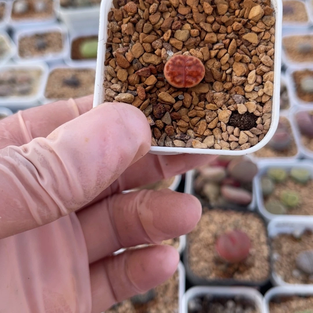 多肉植物一物一拍26