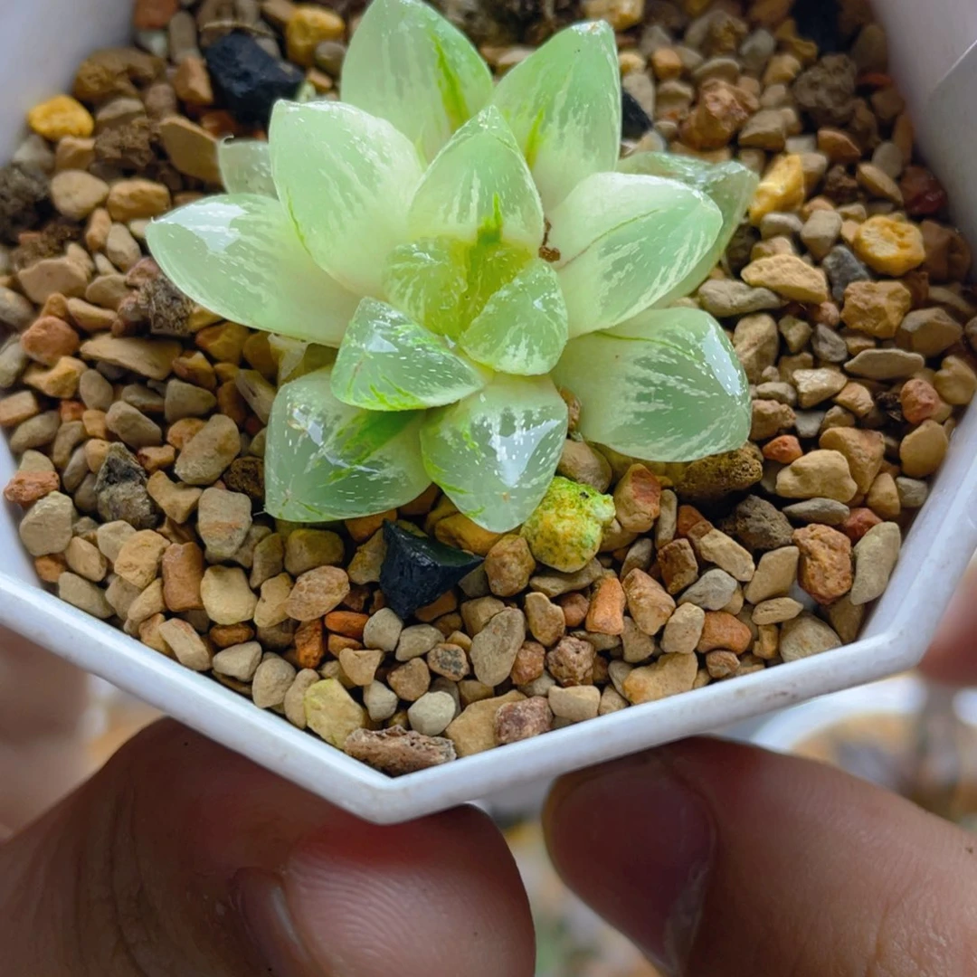 55.十二卷雪花玉露锦。