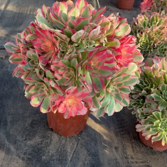 粉女郎一颗包邮福利