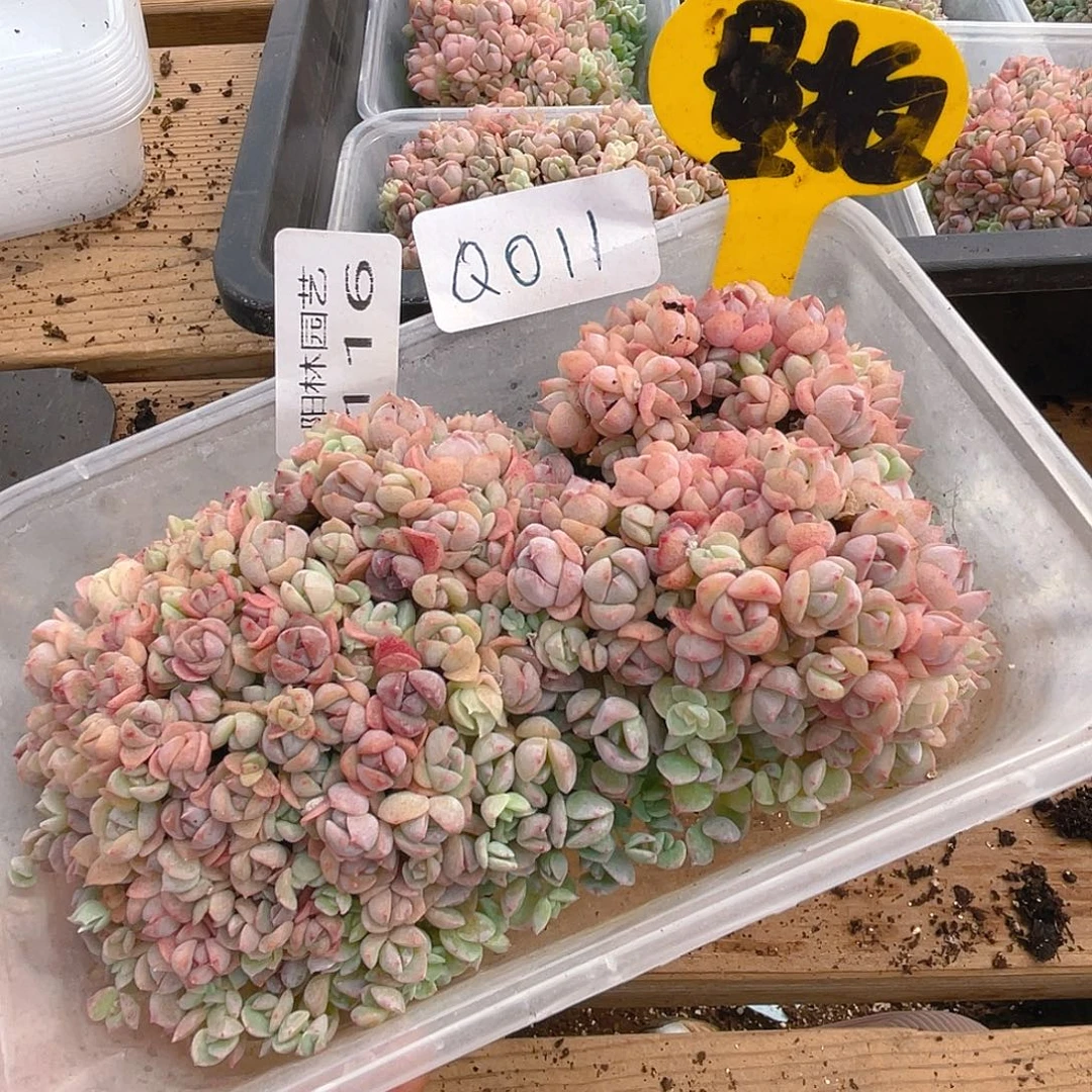 量拍多肉植物多肉植物116
