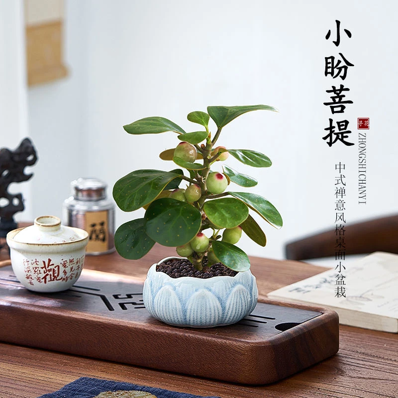 小盼菩提树盆栽带果室内客厅茶几桌面禅意植物办公室好养绿植花卉