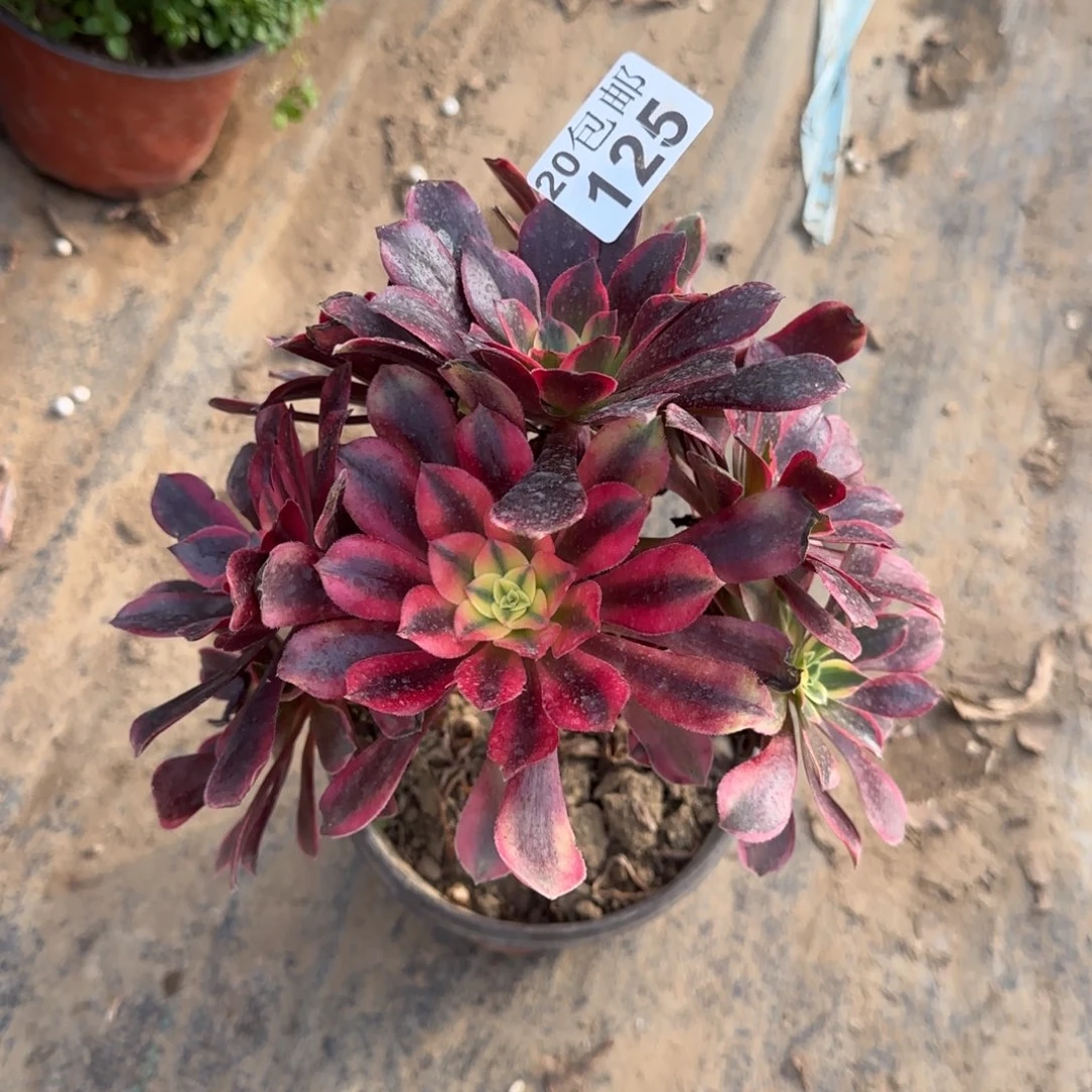 美杜莎125满20包邮断枝不包