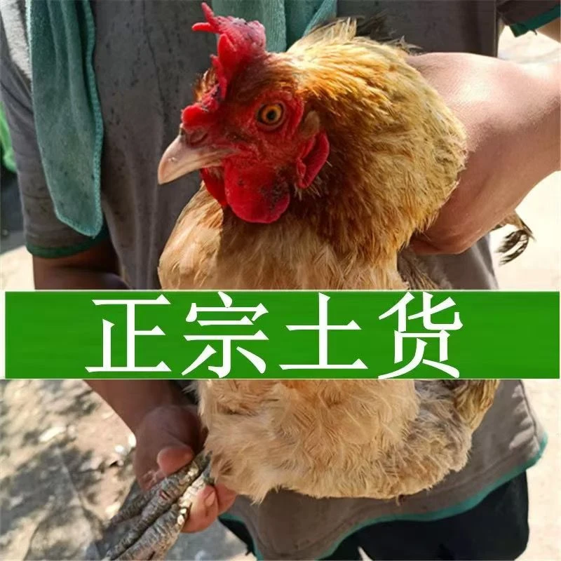 【福利】云南农家散养跑山鸡生态鸡一整只