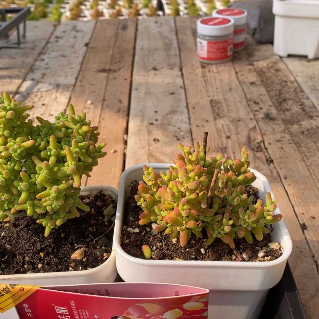 枝干番杏多肉植物524