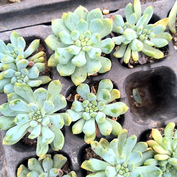 蓝精灵满5元包邮，