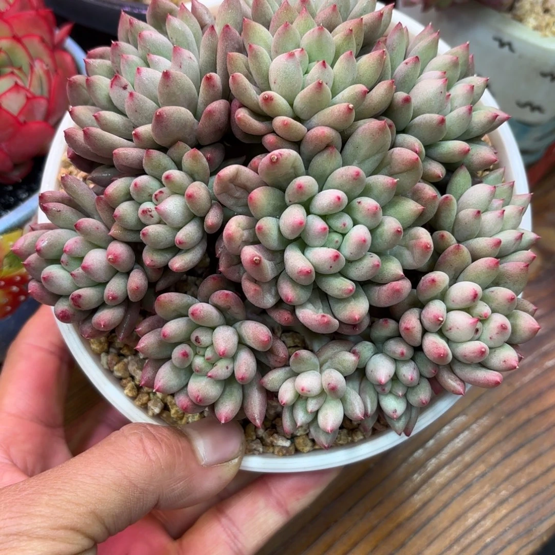 言字多肉植物群生