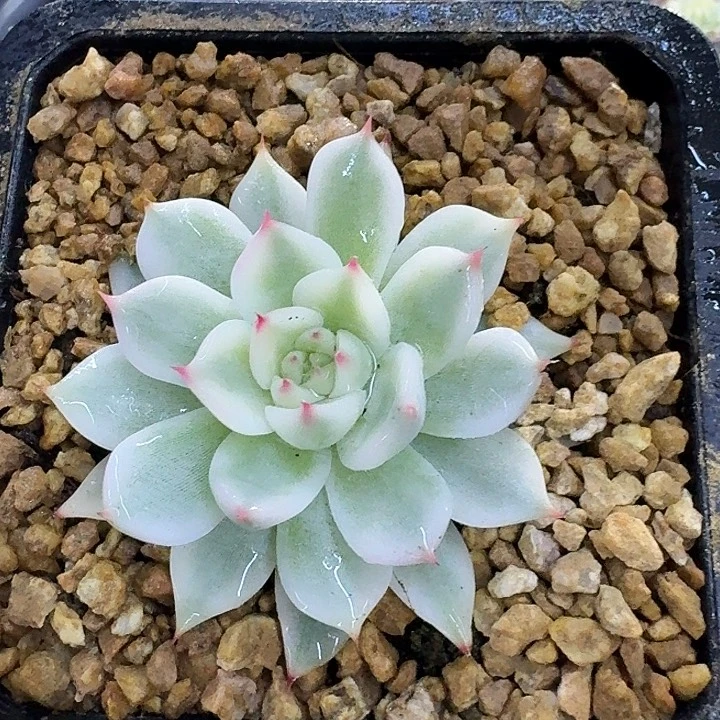 吉娃娃锦量拍好看