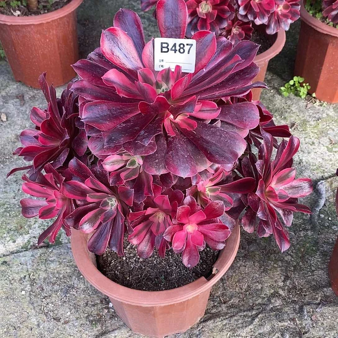 一**婆美杜莎多肉植物487