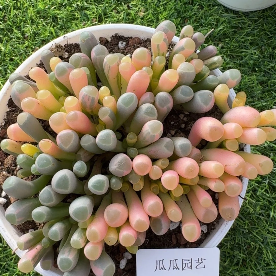 2866五十铃玉锦多肉植物
