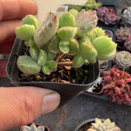 36白熊多肉植物多