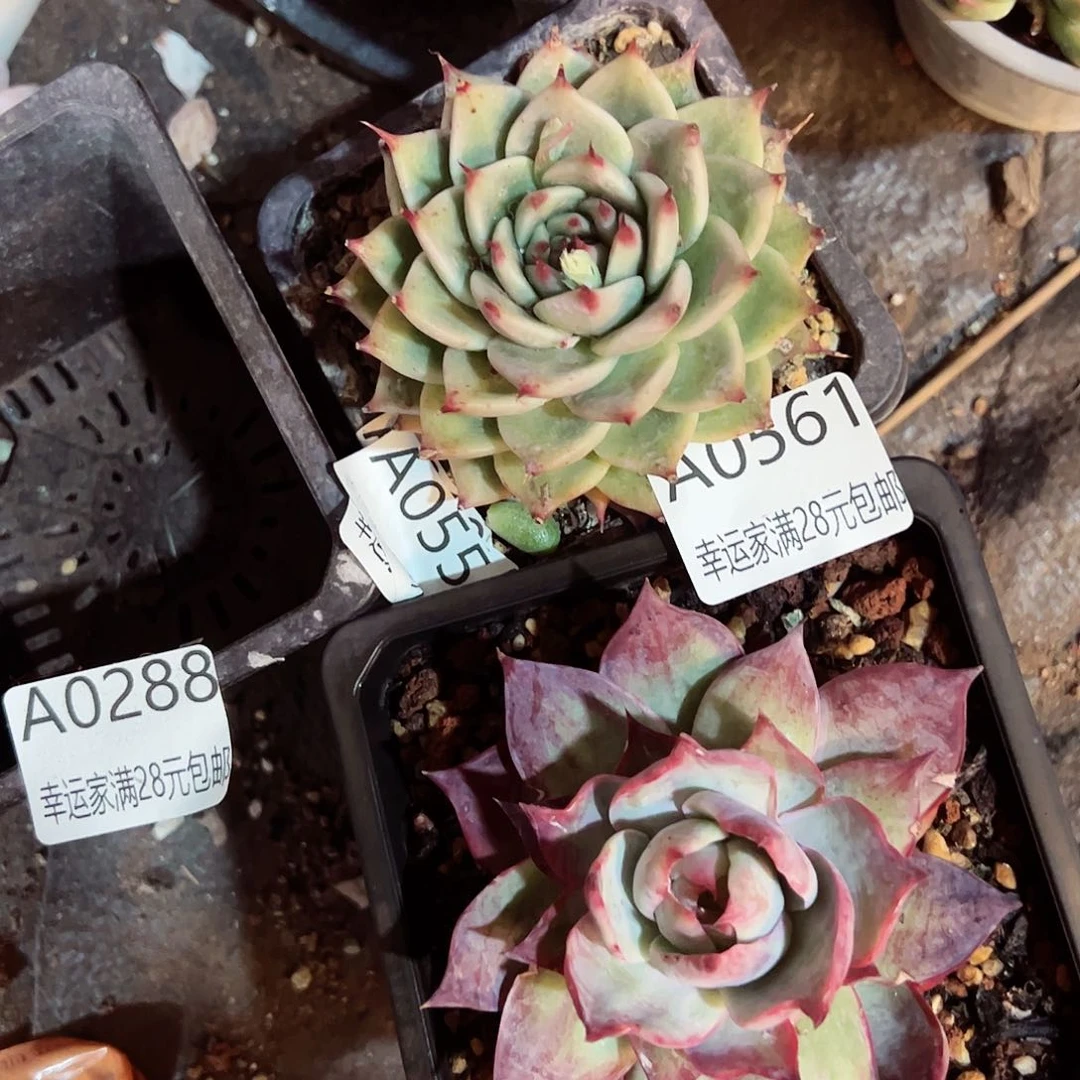 今****皮幸运的是我的朋友们都