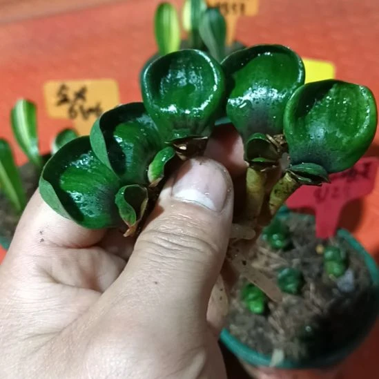 君子兰小苗君子兰小苗