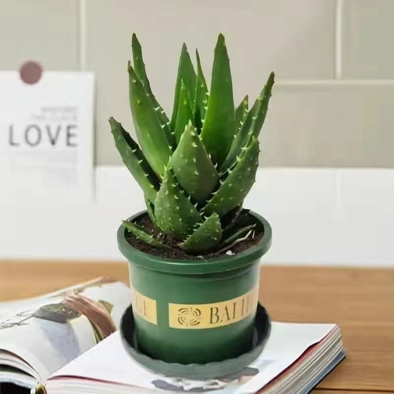 不夜城芦荟多肉植物盆栽室内净化空气防辐射吸甲醛花卉
