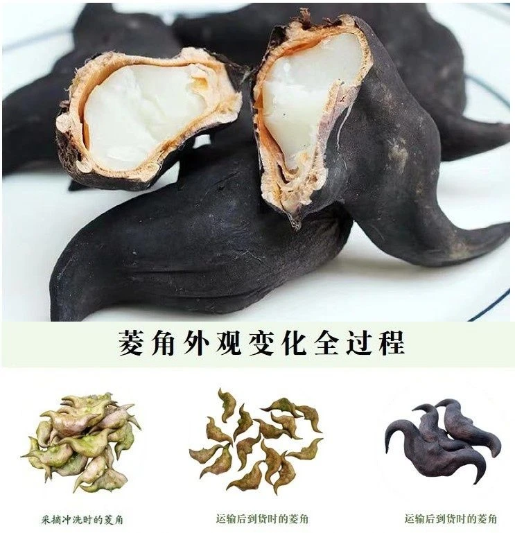 霍邱特产新鲜老菱角水果清香粉糯可生吃