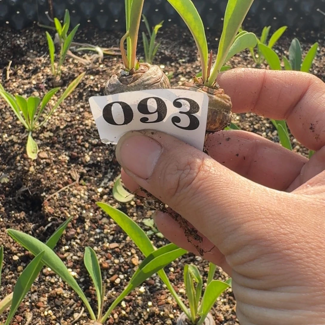 花***8铁甲丸块根多肉植物