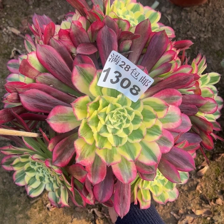 1308天合多肉植物