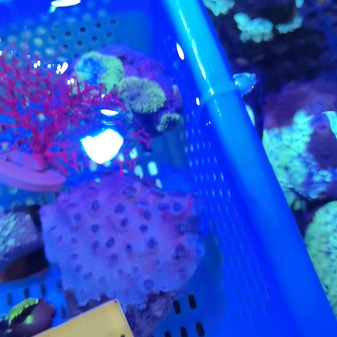 奶嘴海葵火山葵一个