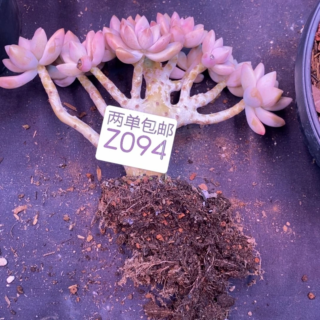 哈哈哈哈哈哈哈哈94号