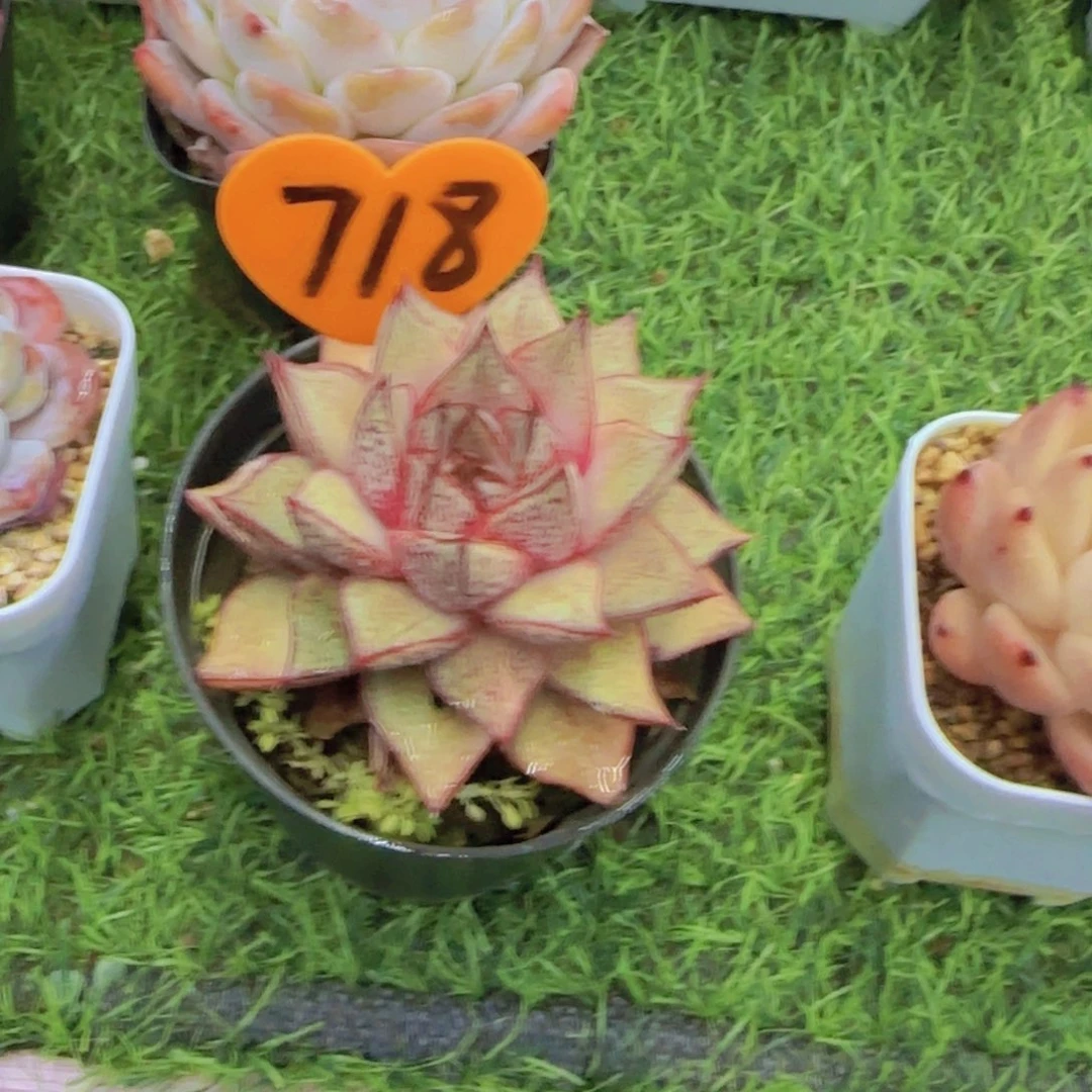 大**潘718多肉植物一物一拍