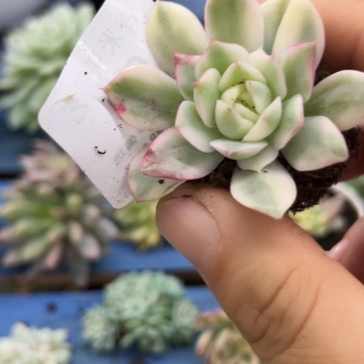 624粉水晶锦炸多肉植物