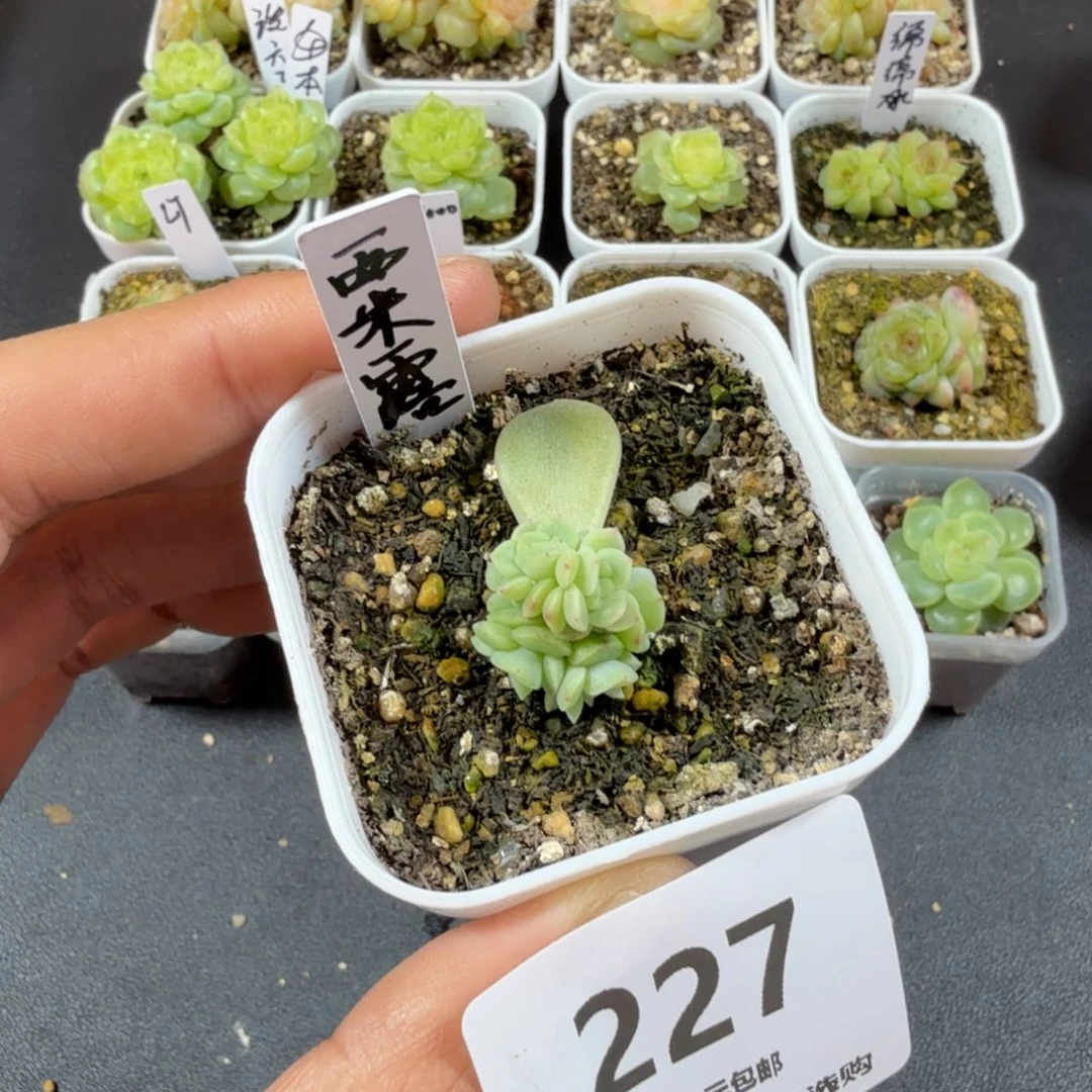 居***y西米露一物一拍227