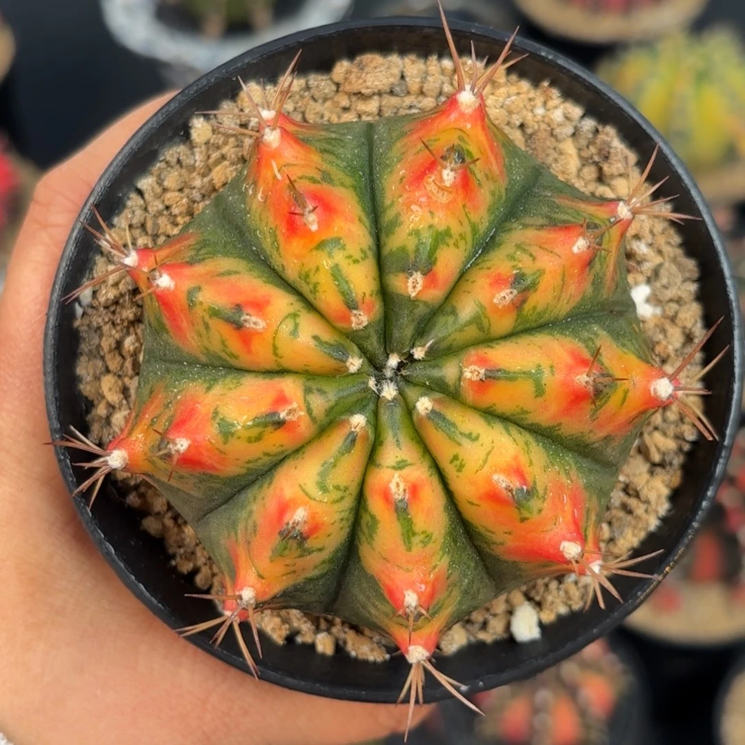 泰系米哈实生微瑕福利50