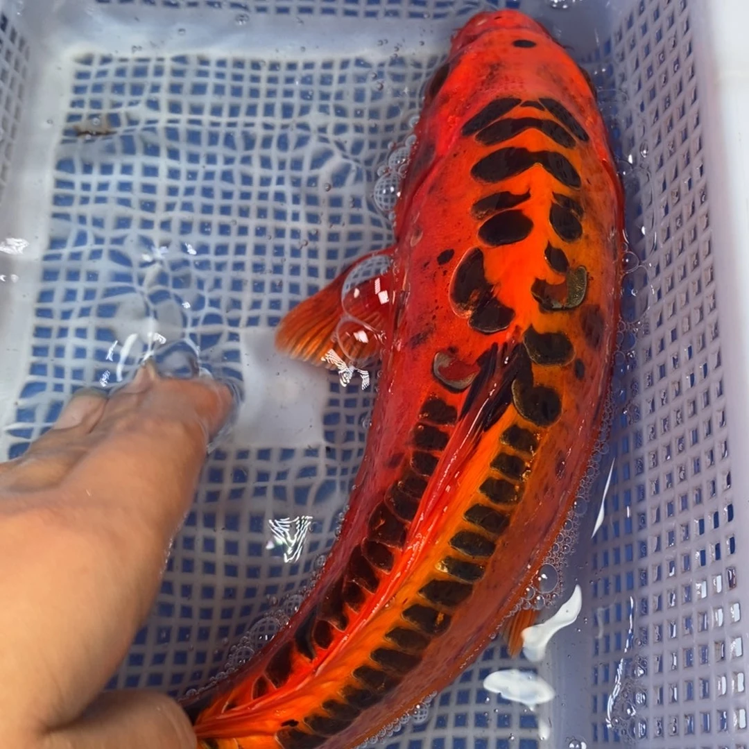锦鲤冷水锦鲤包邮