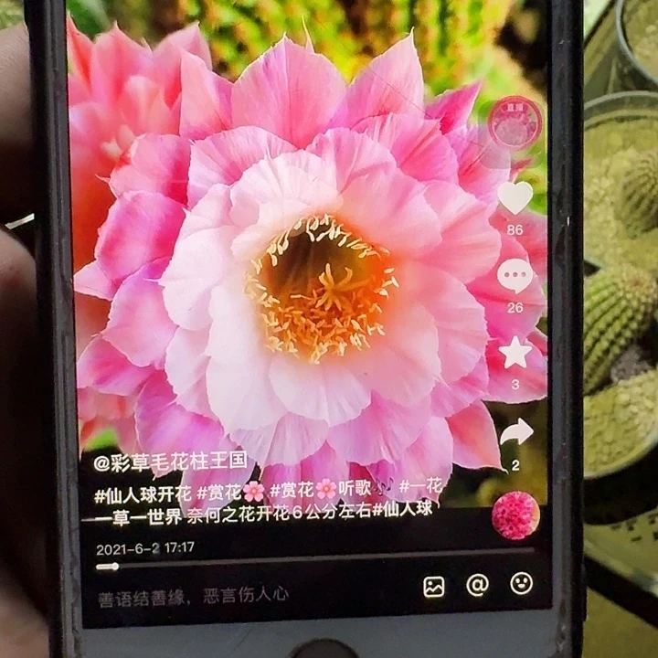 奈何之花根高6公分左右