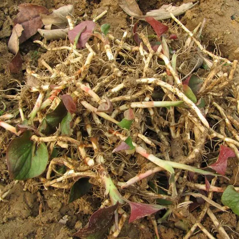 湖南麻阳头茬野生折耳根