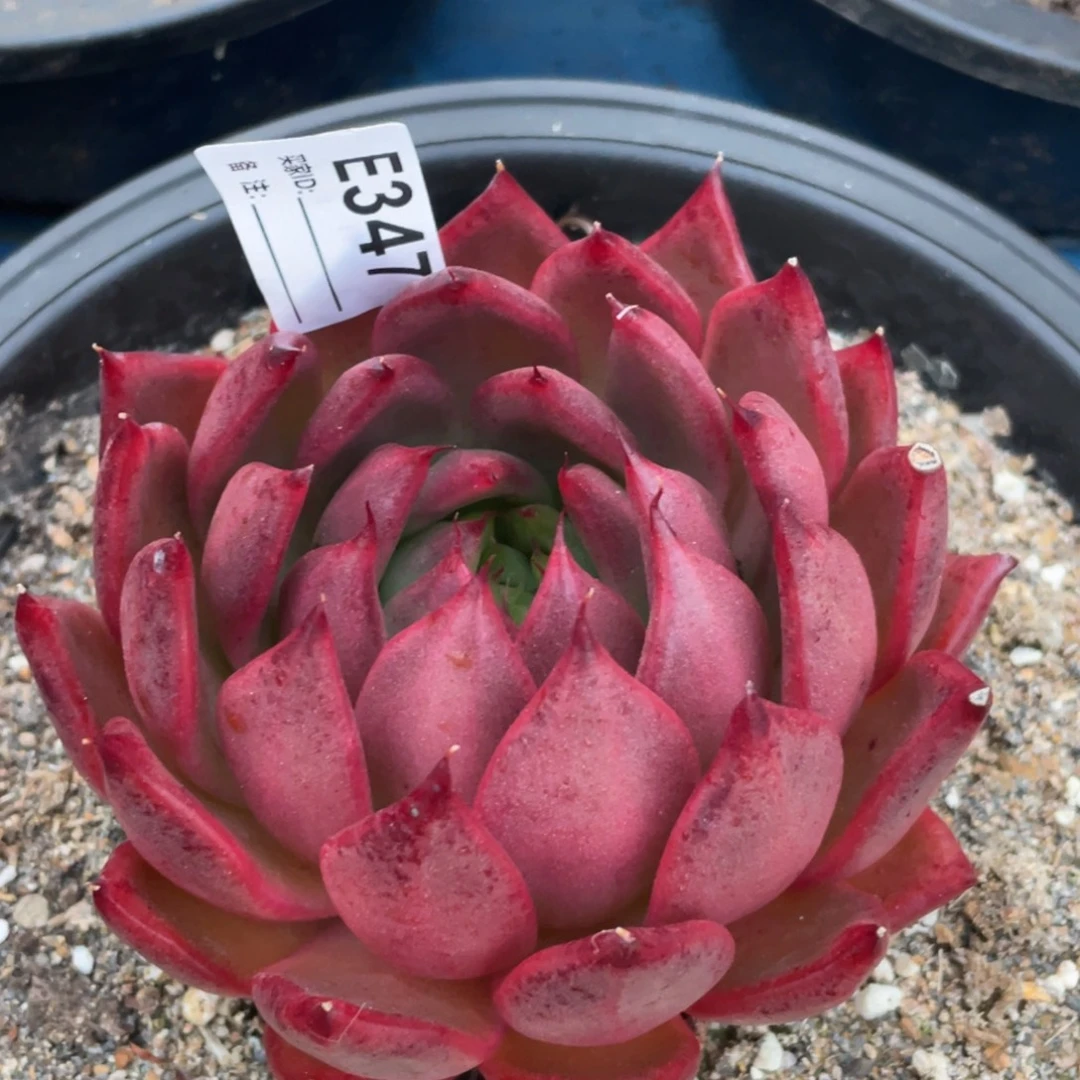 无花朵若如东云单拍E347