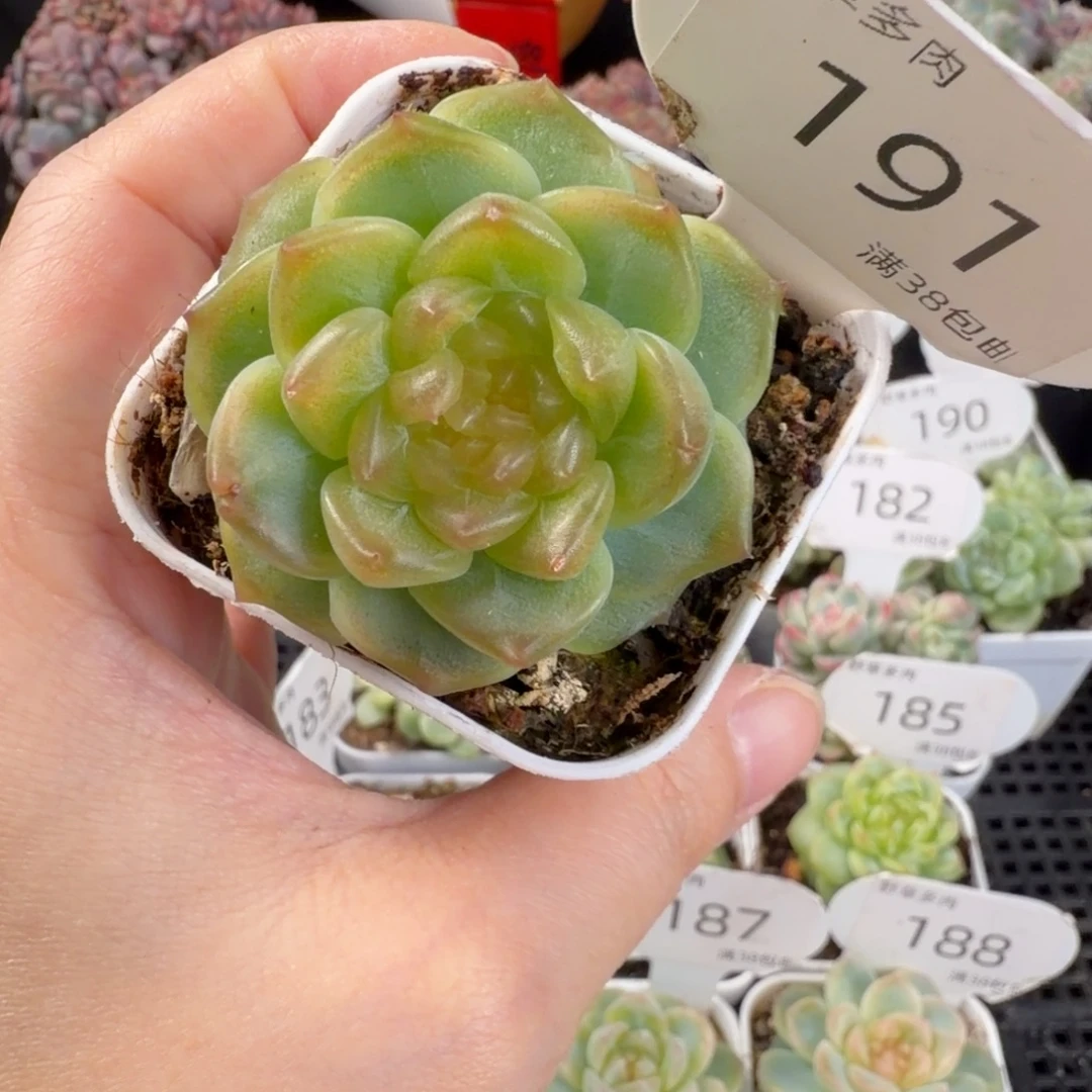 无尽灯三头群191号