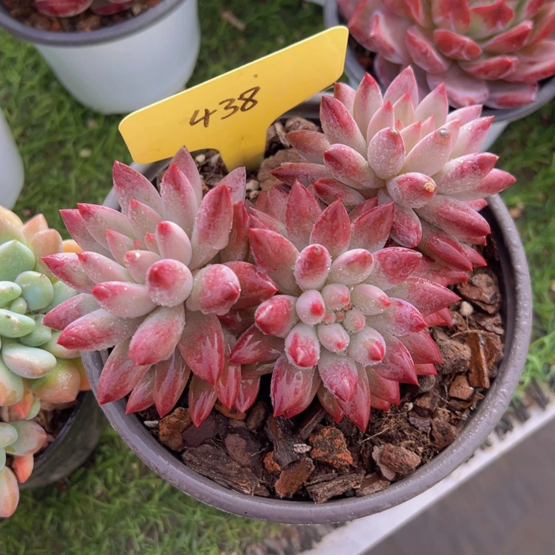 福利来啦来了打脸的