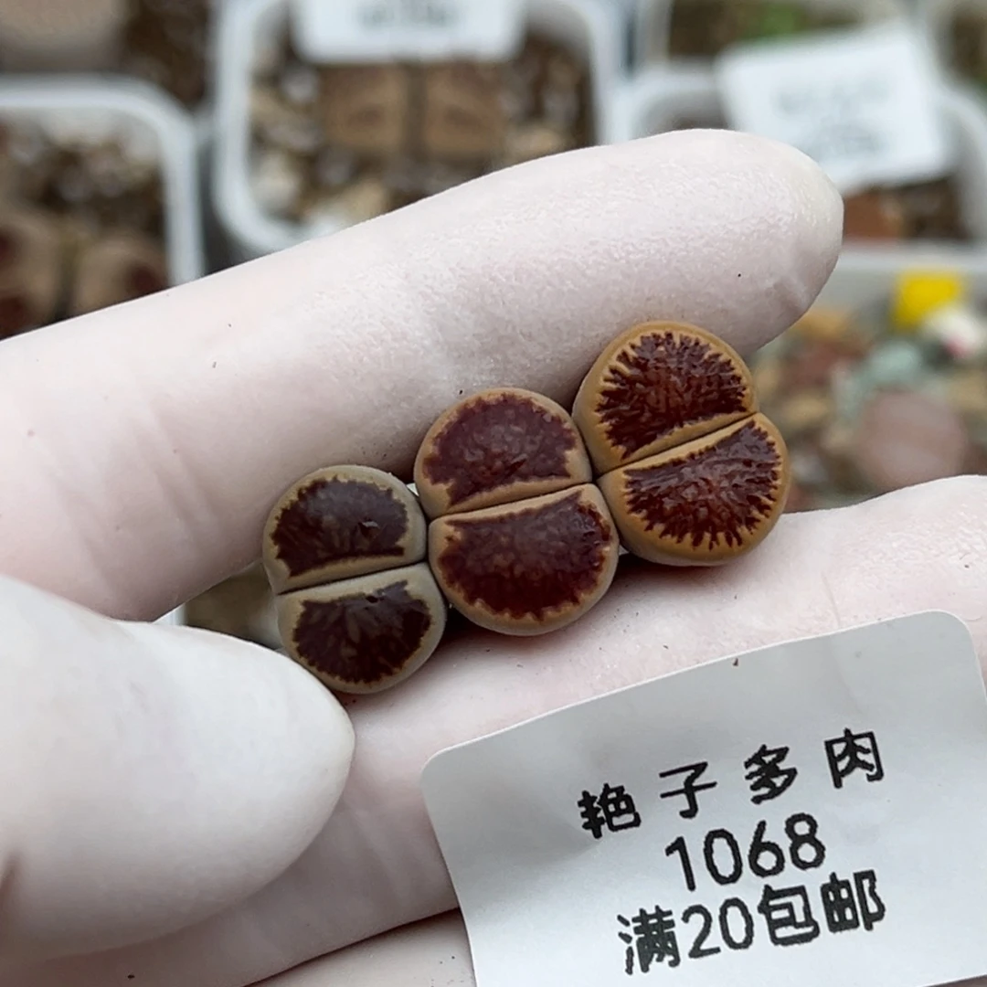1068号一首三颗好看的菊