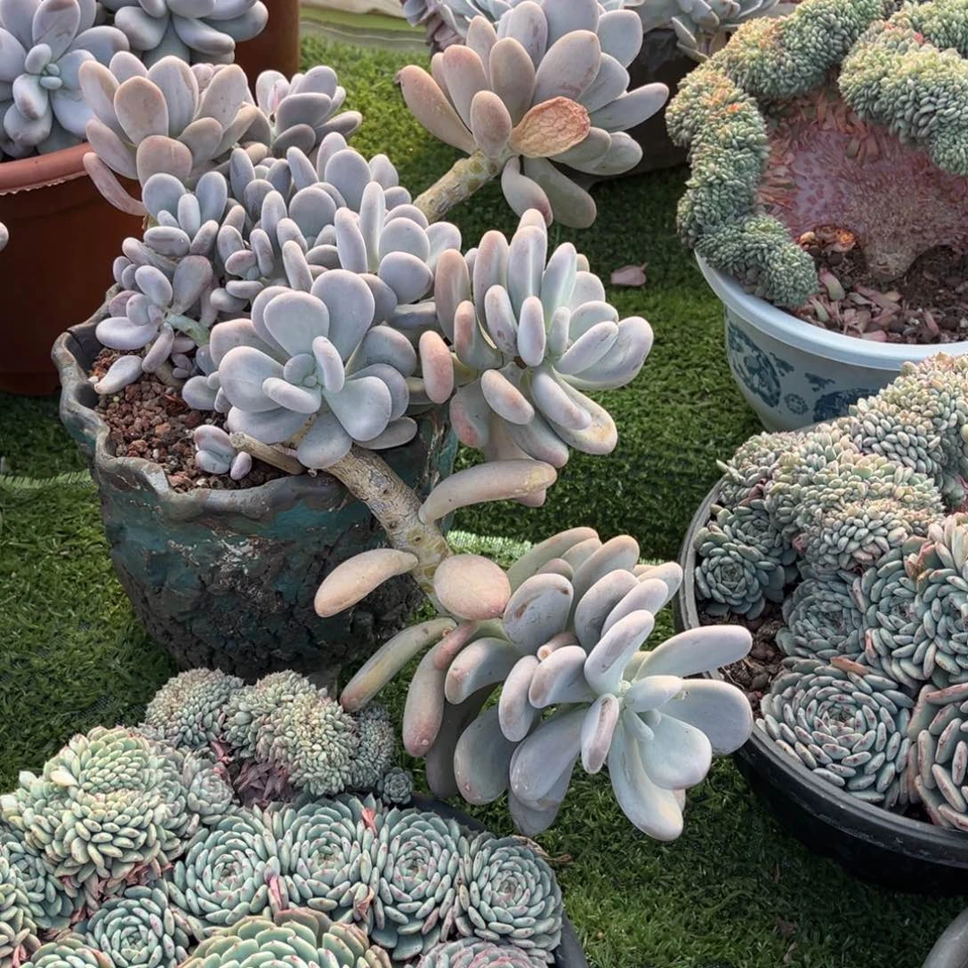 完全开放月美人大群无砍官服35