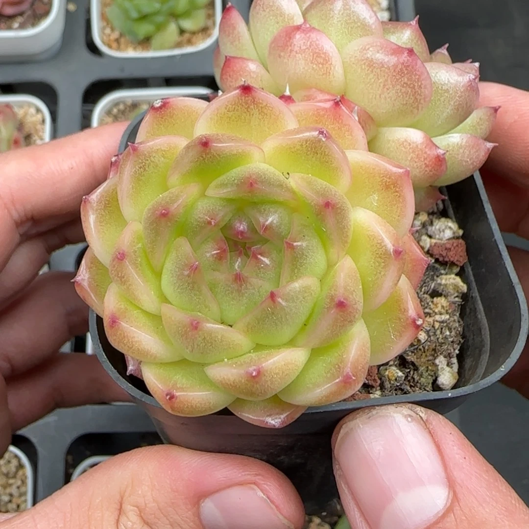 一物一拍油体麦秆