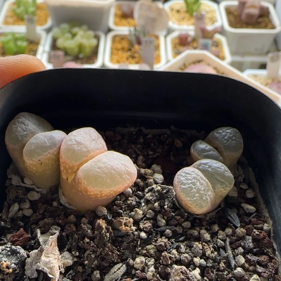 【闪购商品】g*f1370