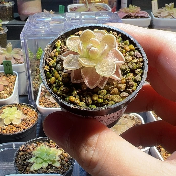 无花朵捕虫堇脱土发伊爱兰88241