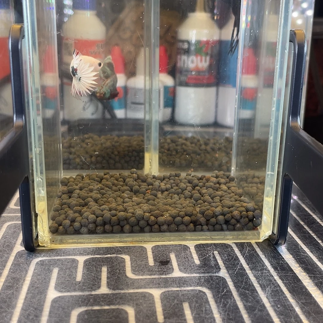 斗鱼3号1213早太白金星