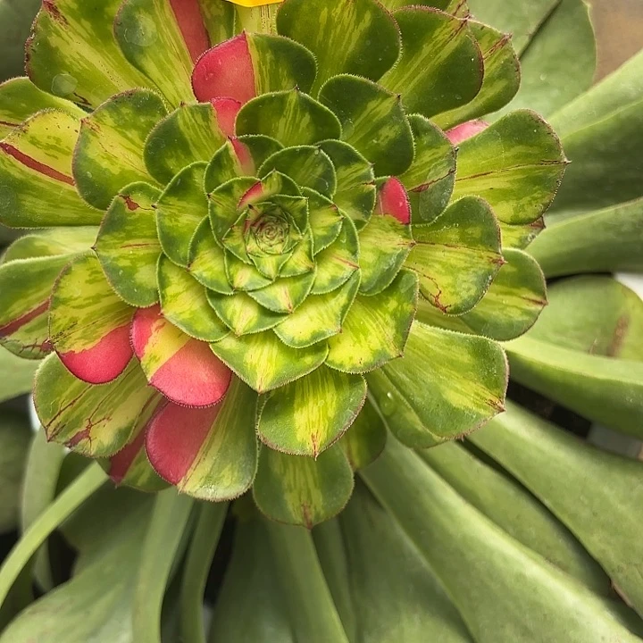 多肉植物知否的0030