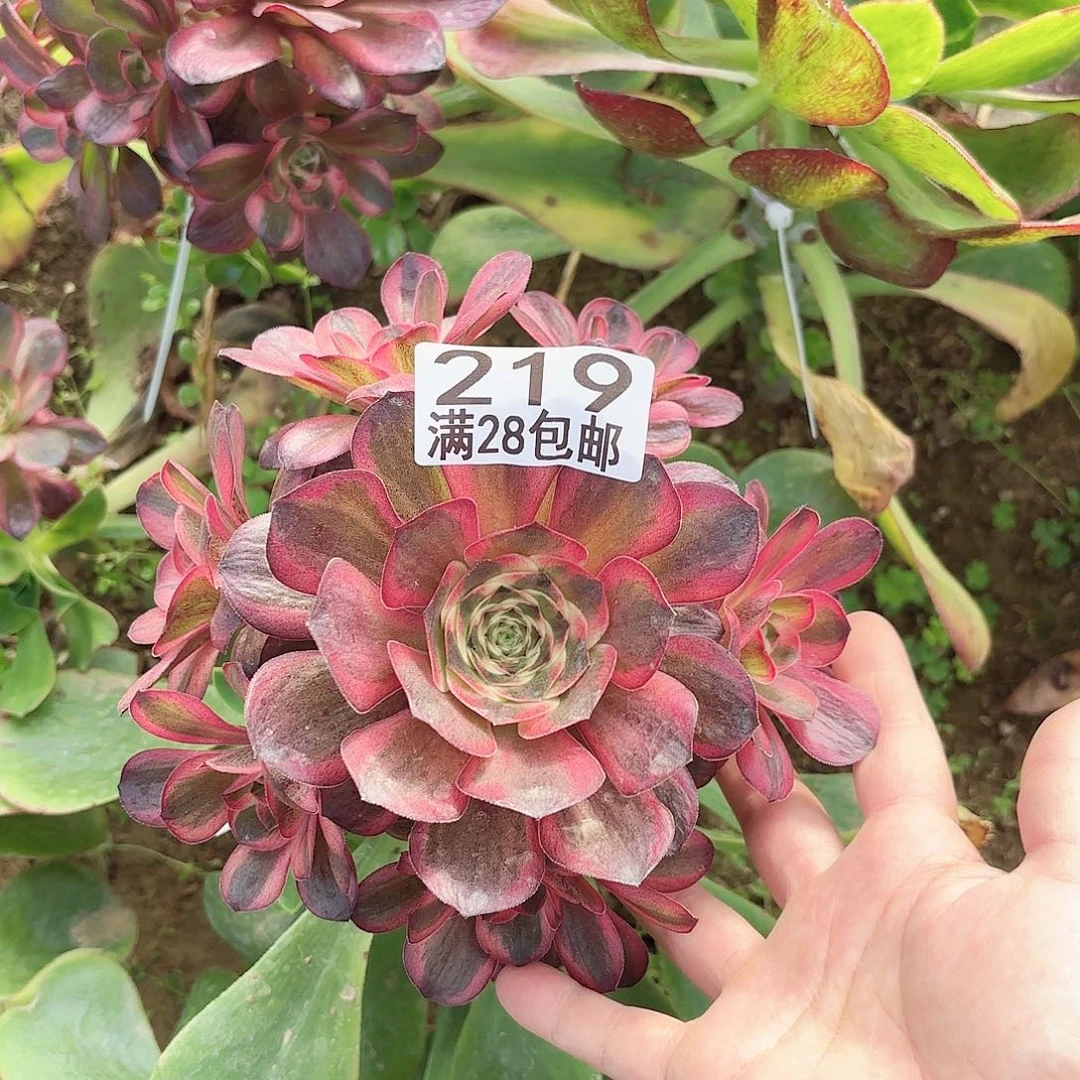F. 219玫瑰锦多肉11111